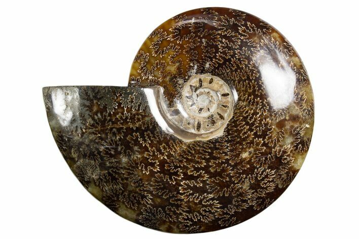 Polished Ammonite (Cleoniceras) Fossil - Madagascar #339199